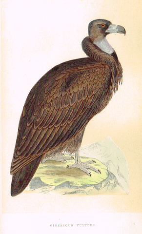 Morris's Birds - "CINEREOUS VULTURE" - Hand Colored Wood Engraving - 1895