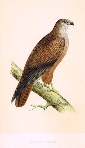 Morris's Birds - "AFRICAN BUZZARD" - Hand Colored Wood Engraving - 1895