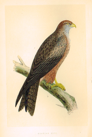 Morris's Birds - "ARABIAN KITE" - Hand Colored Wood Engraving - 1895
