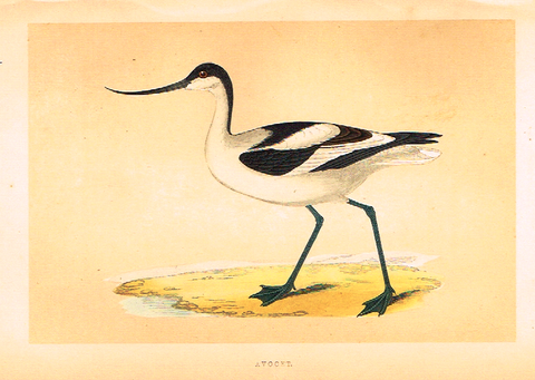 Morris's Birds - "AVOCET" - Hand Colored Wood Engraving - 1895