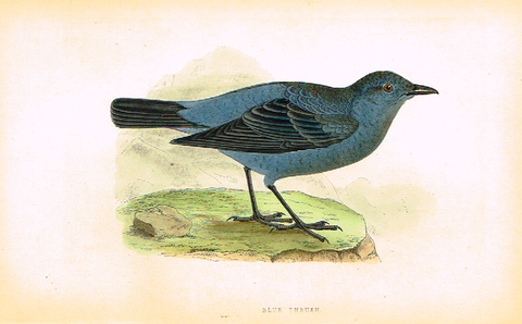 Morris's Birds - "BLUE THRUSH" - Hand Colored Wood Engraving - 1895