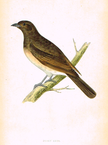 Morris's Birds - "DUSKY IXOS" - Hand Colored Wood Engraving - 1895