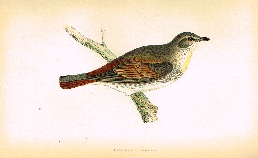 Morris's Birds - "NAUMANN'S THRUSH" - Hand Colored Wood Engraving - 1895