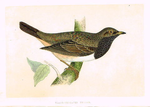 Morris's Birds - "BLACK-THROATED THRUSH" - Hand Colored Wood Engraving - 1895