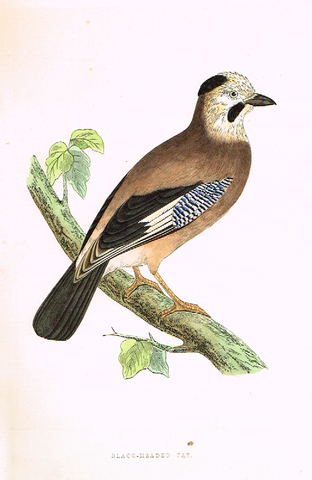 Morris's Birds - "BLACK-HEADED JAY" - Hand Colored Wood Engraving - 1895