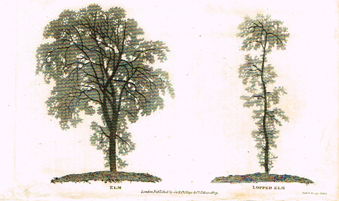 Neele's Trees - "ELM & LOPPED ELM" - Copper Engraving - 1823