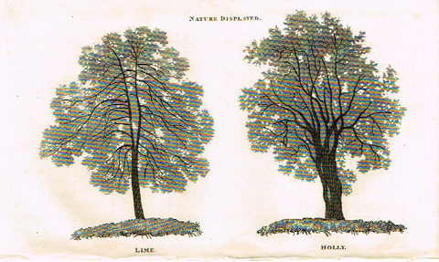 Neele's Trees - "LIME & HOLLY" - Copper Engraving - 1823
