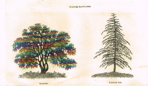 Neele's Trees - "ELDER & LARCH FIR" - Copper Engraving - 1823