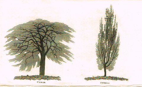 Neele's Trees - "CEDAR & CYPRESS" - Copper Engraving - 1823