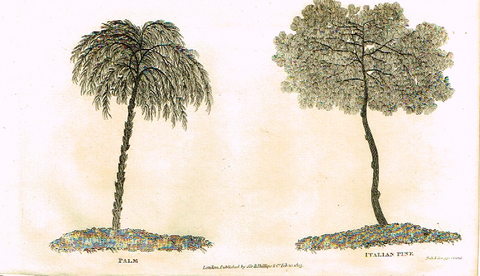 Neele's Trees - "PALM & ITALIAN PINE" - Copper Engraving - 1823