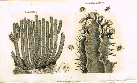 Neele's Trees - "EUPHORBIA & COCCUS PLANT" - Copper Engraving - 1823