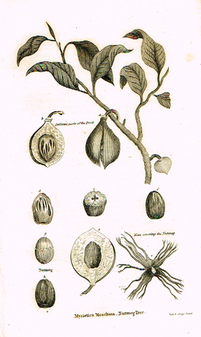 Neele's Trees - "NUTMEG TREE" - Copper Engraving - 1823