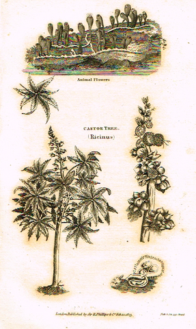 Neele's Trees - "CASTOR TREE" - Copper Engraving - 1823