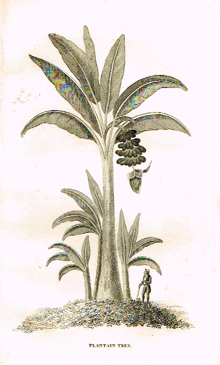 Neele's Trees - "PLANTAIN TREE" - Copper Engraving - 1823
