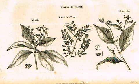 Neele's Trees - "MYRTLE & BENZOIN" - Copper Engraving - 1823