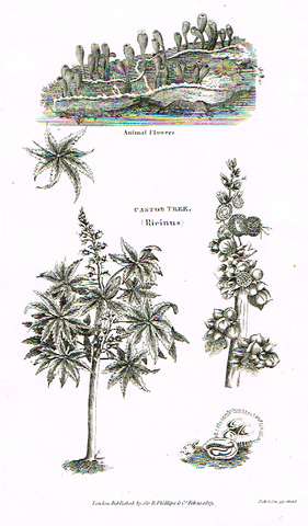 Neele's Trees - "CASTOR TREE" - Copper Engraving - 1823
