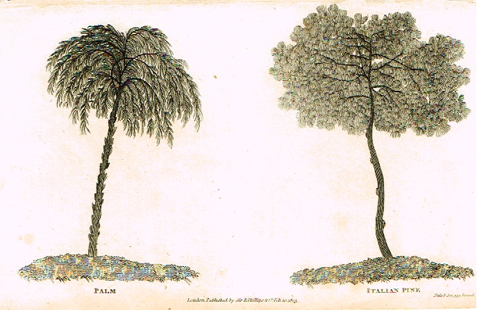 Neele's Trees - "PALM & ITALIAN PINE" - Copper Engraving - 1823