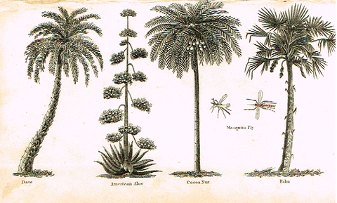 Neele's Trees - "DATE, ALOE, COCOA NUT & PALM" - Copper Engraving - 1823