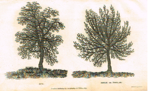 Neele's Trees - "ASH & ABELE or POPLAR" - Copper Engraving - 1823