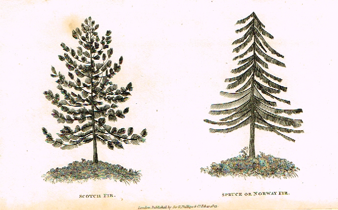 Neele's Trees - "SCOTCH FIR & SPRUCE or NORWAY FIR" - Copper Engraving - 1823
