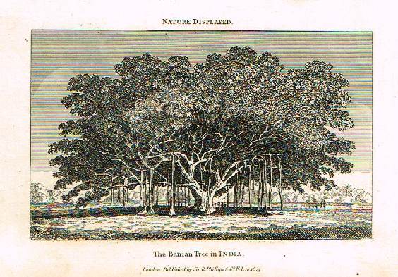 Neele's Trees - "THE BANIAN TREE IN INDIA" - Copper Engraving - 1823