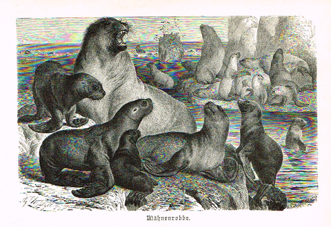 Meyers' Lexicon - "MAHNENROBBE"- Animals  - Lithograph - c1890