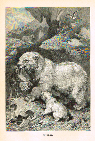Meyers' Lexicon - "GISBAR"- Animals  - Lithograph - c1890