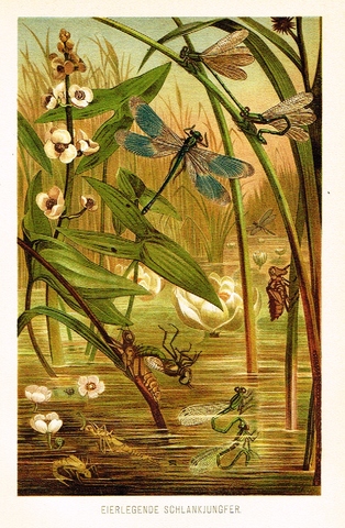 Meyers' Lexicon - "EIERLEGENDE SCHLANKJUNGFER"- Insects  - Lithograph - c1890