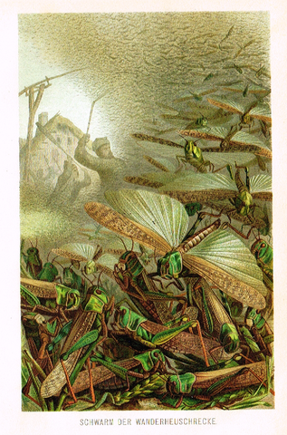 Meyers' Lexicon - "SCHWARM DER WANDERHEUSCHRECKE"- Insects  - Lithograph - c1890
