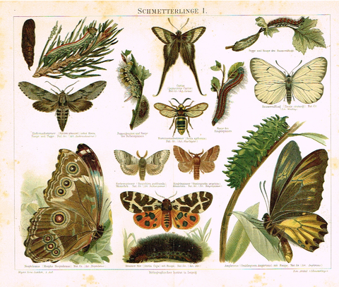 Meyers' Lexicon - "SCHMETTERLINGE I"- Insects  - Lithograph - c1890