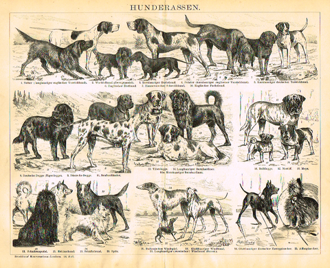 Meyers' Lexicon - "HUNDERASSEN"- Animals  - Lithograph - c1890