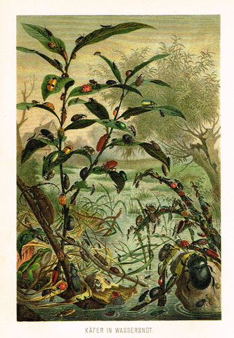 Meyers' Lexicon - "KAFER IN WASSERSNOT"- Insects  - Lithograph - c1890