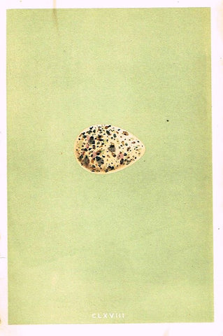 Morris's Bird Eggs - "GREENSHANK" - Hand Colored Wood Engraving - 1895