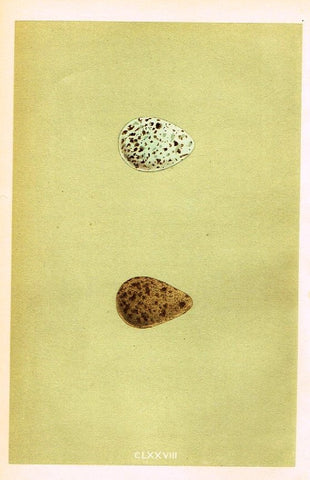 Morris's Bird Eggs - "DUNLIN" - Hand Colored Wood Engraving - 1895