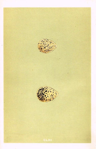 Morris's Bird Eggs - "LITTLE RINGED DOTTEREL" - Hand Colored Wood Engraving - 1895