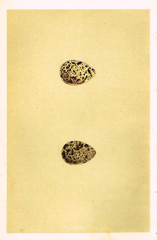 Morris's Bird Eggs - "GREY PHALAROPE" - Hand Colored Wood Engraving - 1895
