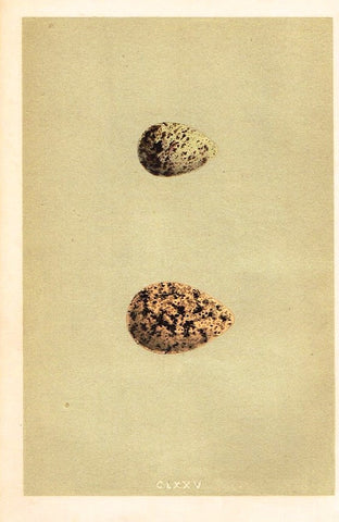 Morris's Bird Eggs - "CURLEW SANDPIPER" - Hand Colored Wood Engraving - 1895