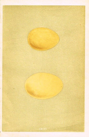 Morris's Bird Eggs - "FERRUGINOUS DUCK" - Hand Colored Wood Engraving - 1895