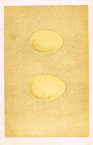 Morris's Bird Eggs - "HARLEQUIN DUCK" - Hand Colored Wood Engraving - 1895