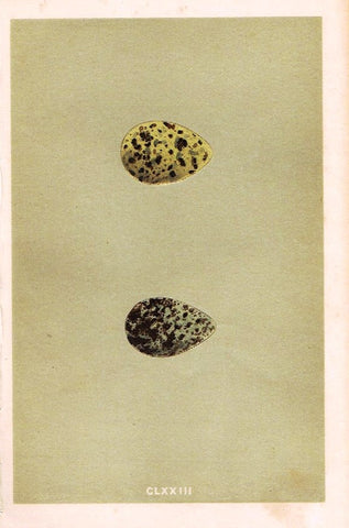 Morris's Bird Eggs - "JACK SNIPE" - Hand Colored Wood Engraving - 1895