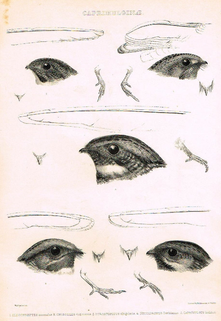 Gray Antique Bird Print -  "CAPRIMULGINAE" - Lithograph - 1844