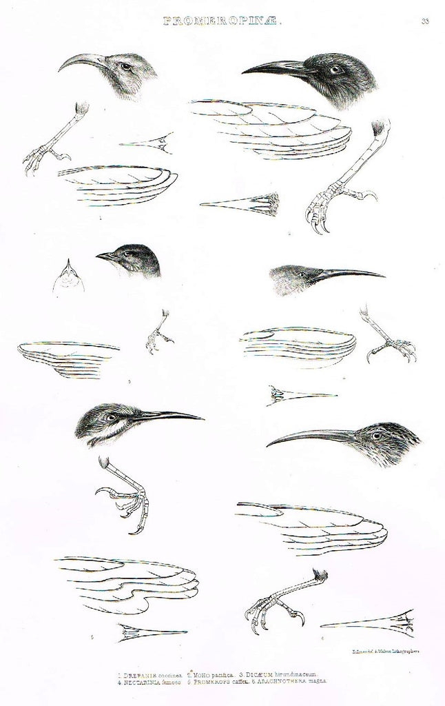 Gray Antique Bird Print -  "PROMEROPINAE" - Lithograph - 1844