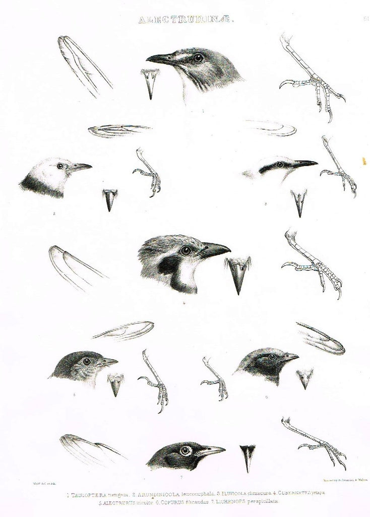 Gray Antique Bird Print -  "ALECTRURINAE" - Lithograph - 1844