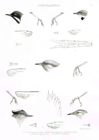 Gray Antique Bird Print -  "SYNALLAXINAE" - Lithograph - 1844