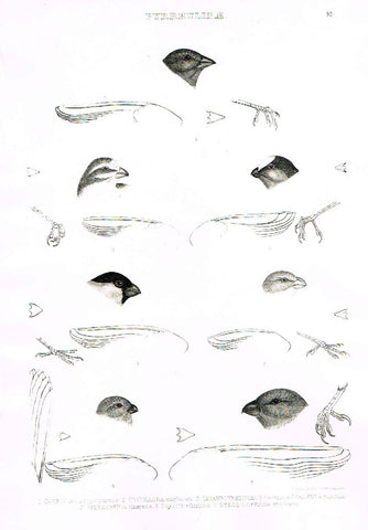 Gray Antique Bird Print -  "PYRRHULINAE" - Lithograph - 1844