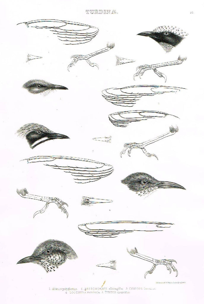 Gray Antique Bird Print -  "TURDINAE" - Lithograph - 1844