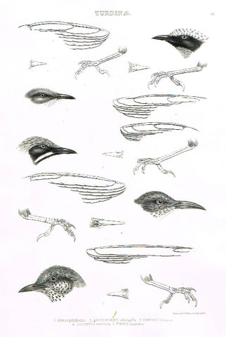 Gray Antique Bird Print -  "TURDINAE" - Lithograph - 1844
