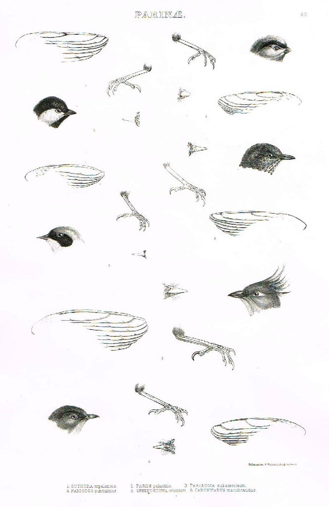 Gray Antique Bird Print -  "PARINAE" - Lithograph - 1844