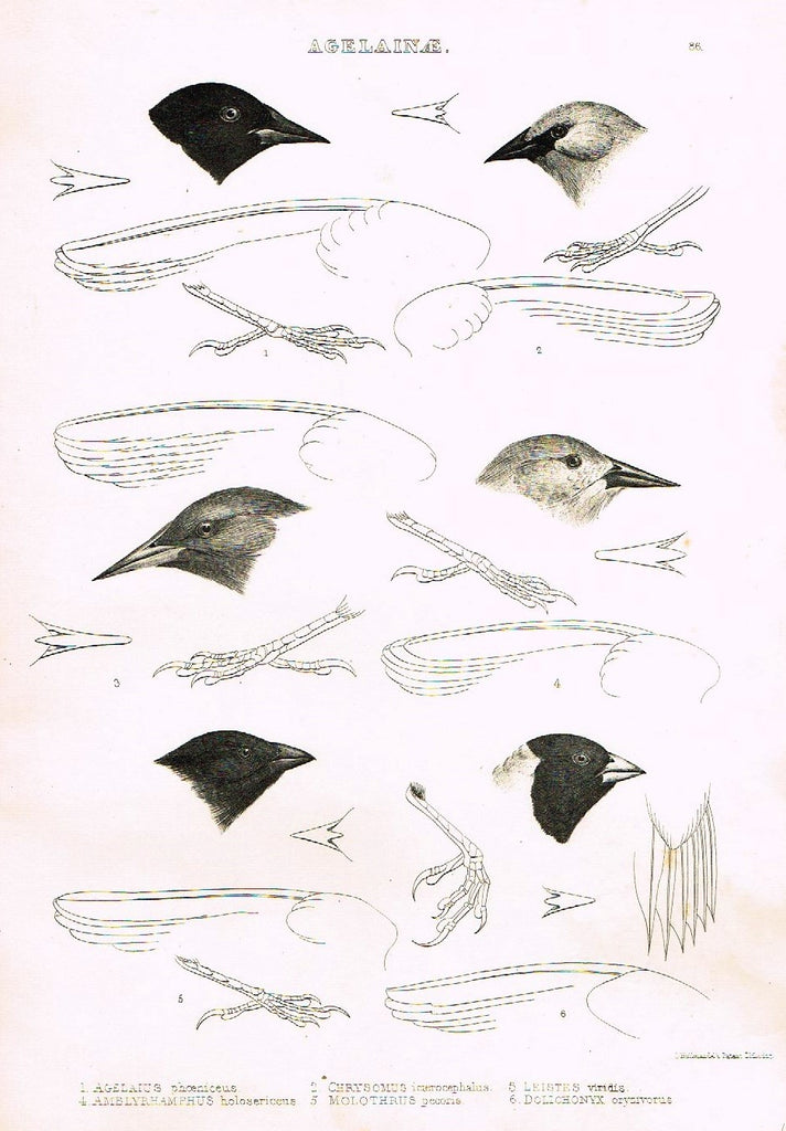 Gray Antique Bird Print -  "AGELAINAE" - Lithograph - 1844