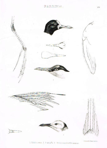 Gray Antique Bird Print -  "PARRINAE" - Lithograph - 1844